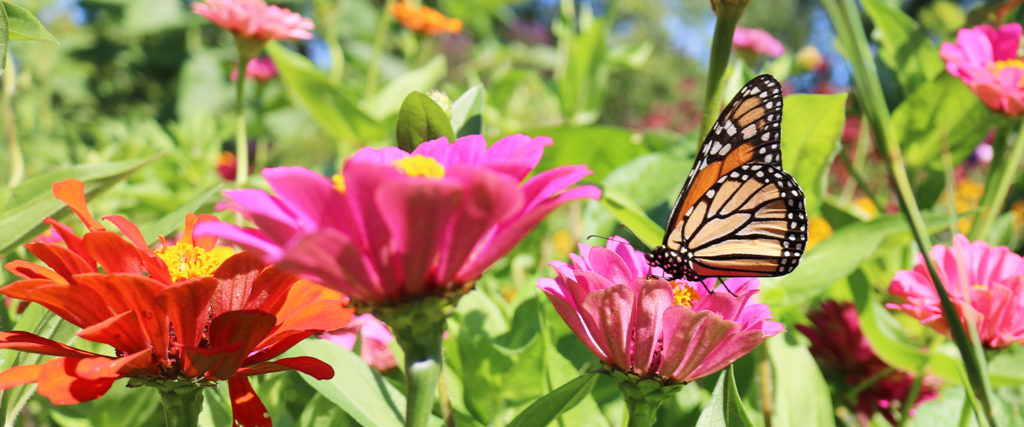 Garden-Tips-Butterfly