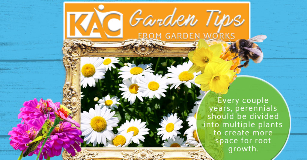 Garden-Tips-Daisies